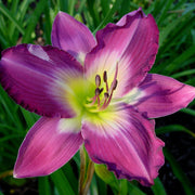 Swirling Water Daylily from Oakes Daylilies