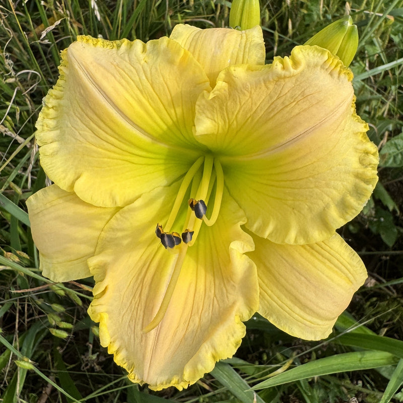 Techny Cove Daylily