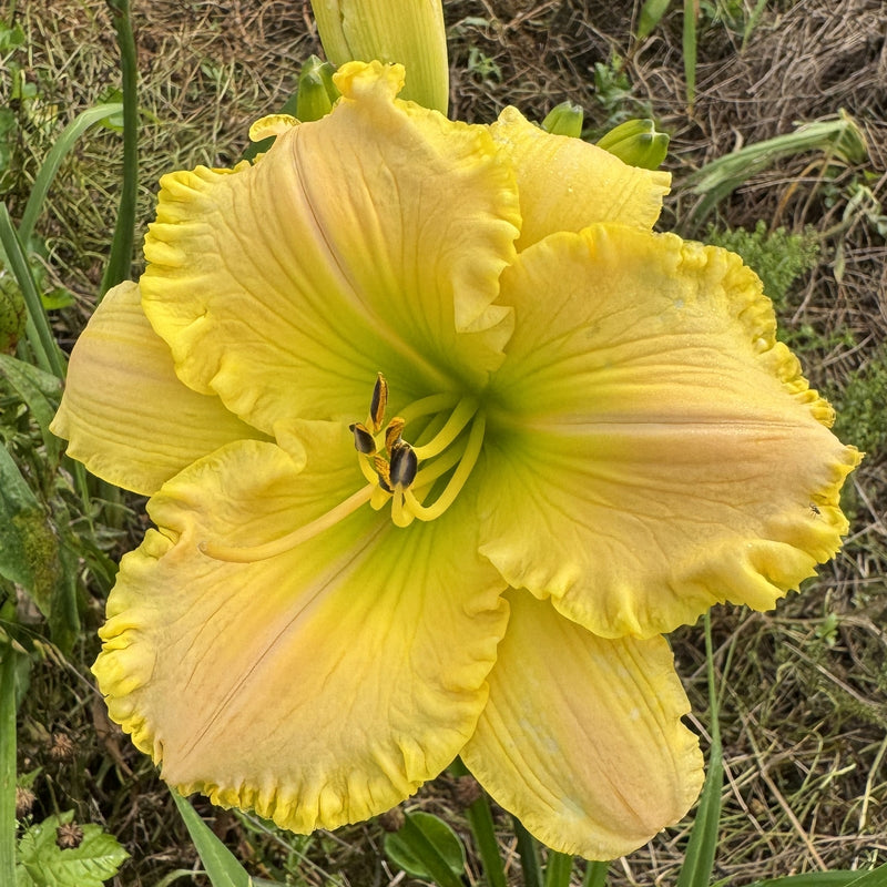 Techny Cove Daylily