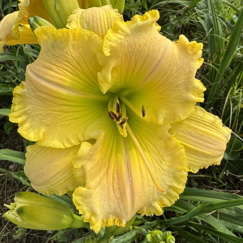 Techny Cove Daylily