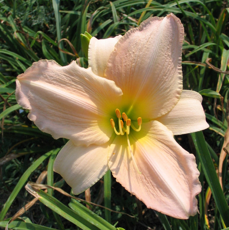 Tender Love Daylily from Oakes Daylilies