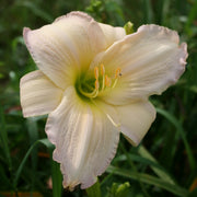 Tender Love Daylily from Oakes Daylilies
