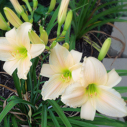 Tender Love Daylily from Oakes Daylilies