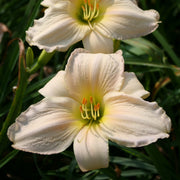Tender Love Daylily from Oakes Daylilies