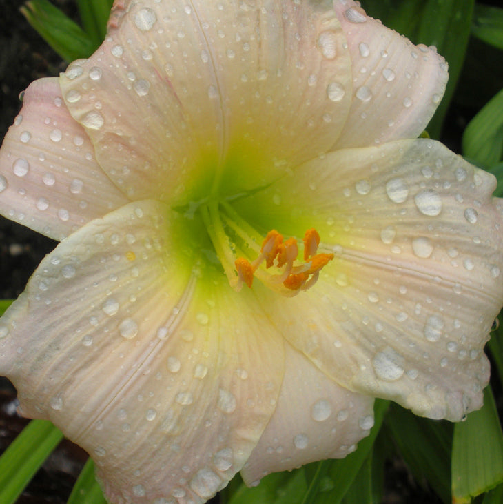 Tender Love Daylily from Oakes Daylilies