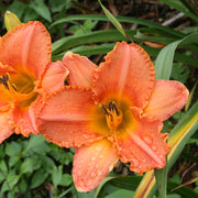 Tennessee Sunset Daylily from Oakes Daylilies