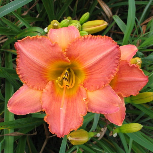 Tennessee Sunset Daylily from Oakes Daylilies