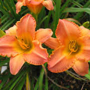 Tennessee Sunset Daylily from Oakes Daylilies