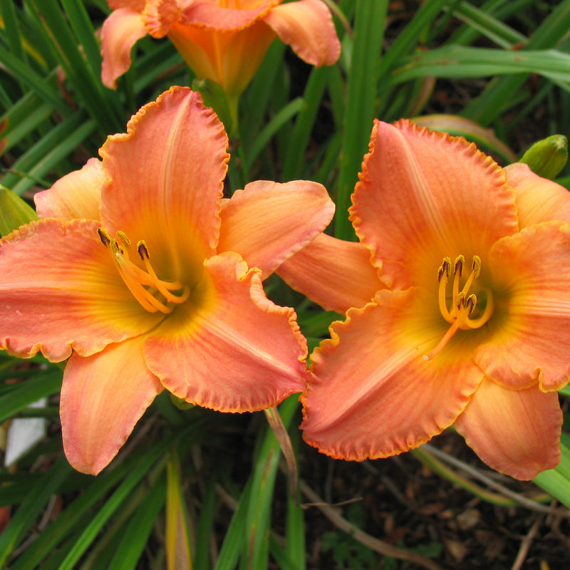 Tennessee Sunset Daylily from Oakes Daylilies