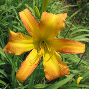 Tennessee Tan Daylily from Oakes Daylilies