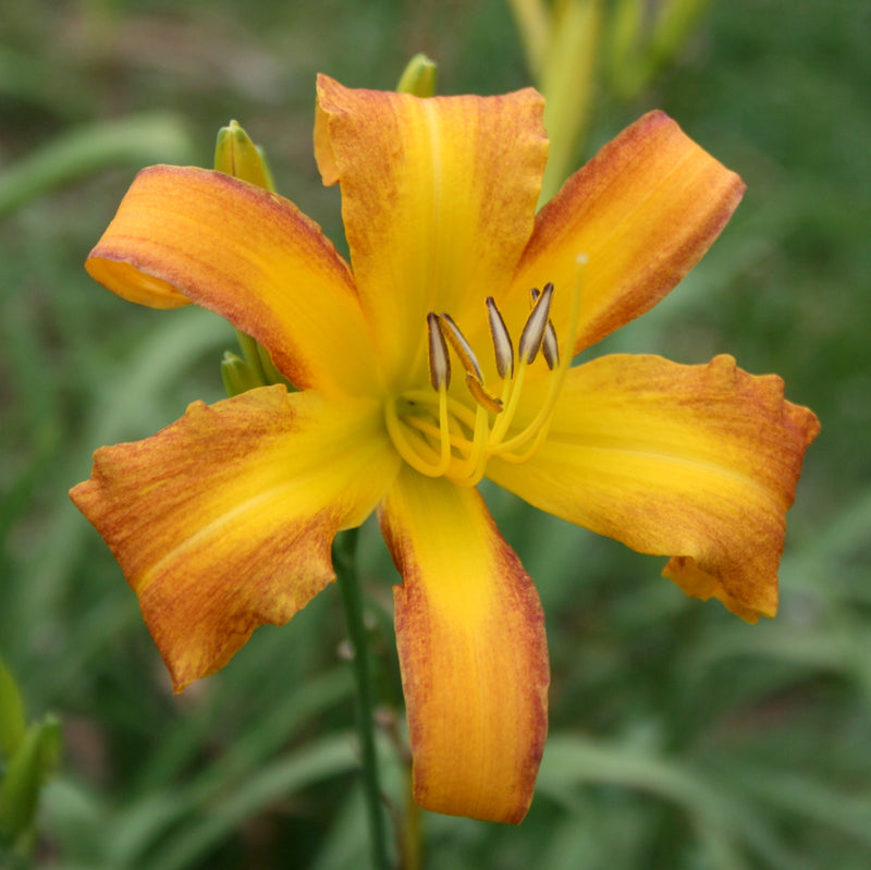 Tennessee Tan Daylily from Oakes Daylilies