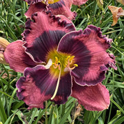 The Band Played On Daylily from Oakes Daylilies
