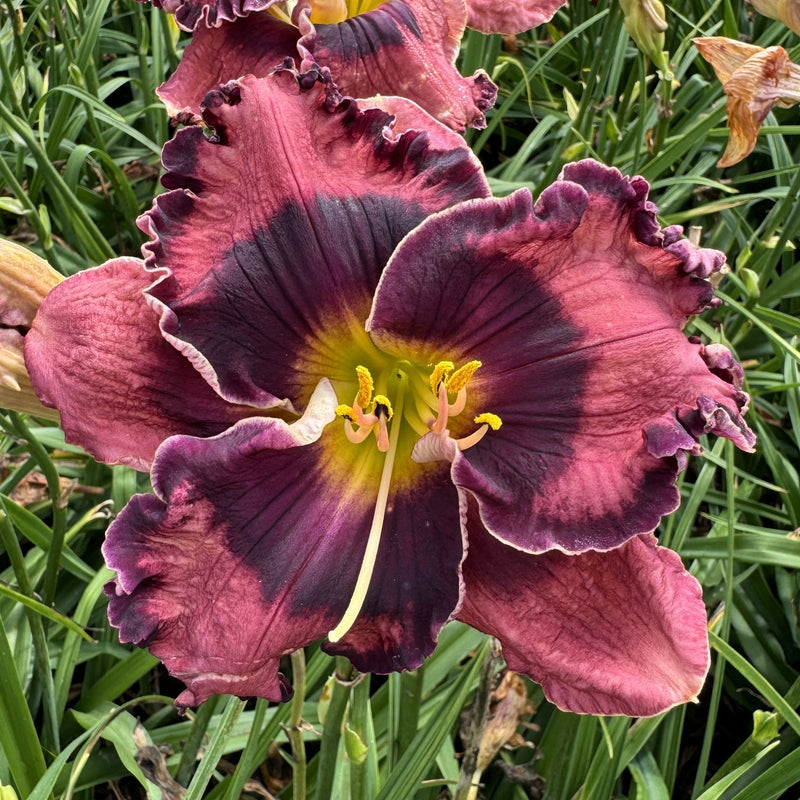 The Band Played On Daylily from Oakes Daylilies