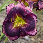 The Band Played On Daylily from Oakes Daylilies