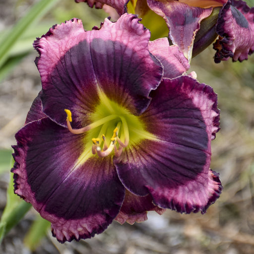 The Band Played On Daylily from Oakes Daylilies