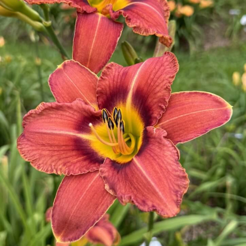 The Spice Must Flow Daylily from Oakes Daylilies