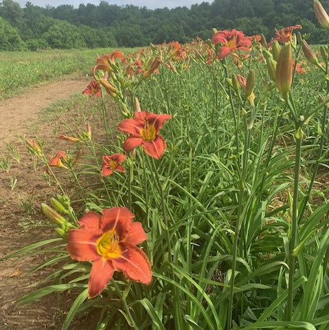 The Spice Must Flow Daylily | Super Tall Beauty | Oakes Daylilies