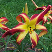 Thin Man Daylily from Oakes Daylilies