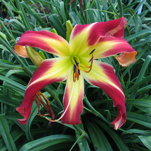 Thin Man Daylily from Oakes Daylilies