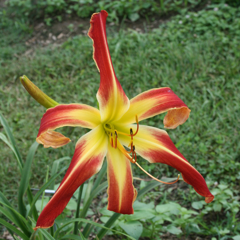 Thin Man Daylily from Oakes Daylilies