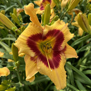 Tiger Swirl Daylily from Oakes Daylilies
