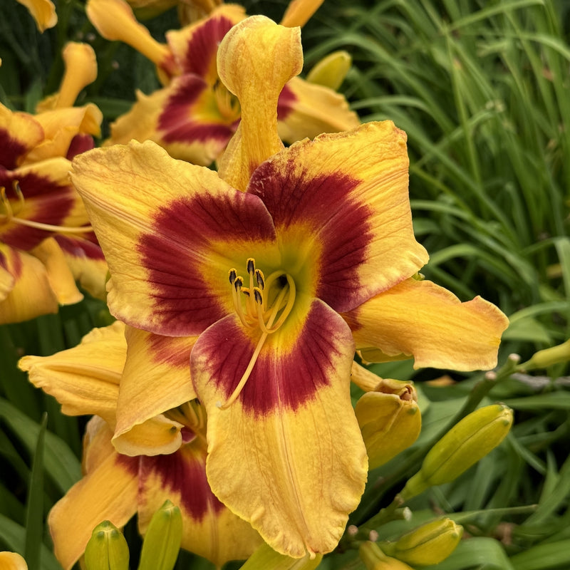 tiger lily flower vs daylily Tiger Swirl Daylily | Blooms & Blooms