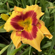 Tiger Swirl Daylily from Oakes Daylilies