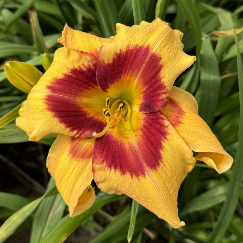Tiger Swirl Daylily from Oakes Daylilies