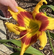 Tiger Swirl Daylily from Oakes Daylilies