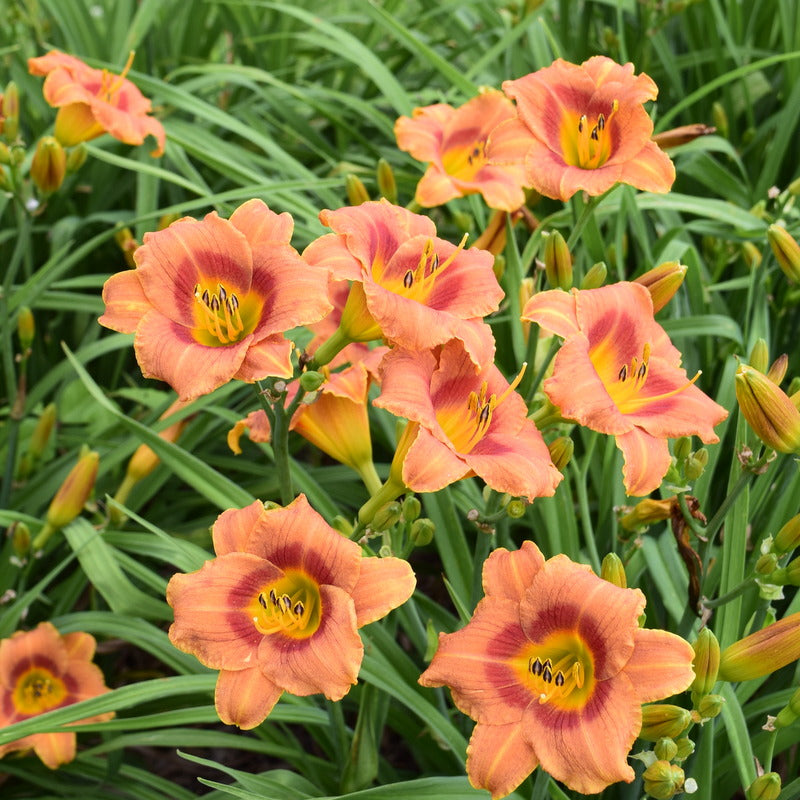Tiger Time Daylily from Oakes Daylilies