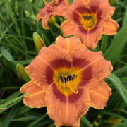 Tiger Time Daylily from Oakes Daylilies
