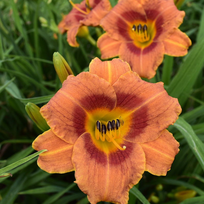 Tiger Time Daylily from Oakes Daylilies