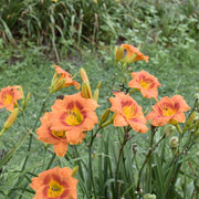 Tiger Time Daylily from Oakes Daylilies