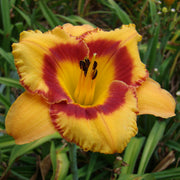 Tigerling Daylily from Oakes Dayliilies