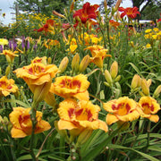 Tigerling Daylily from Oakes Dayliilies