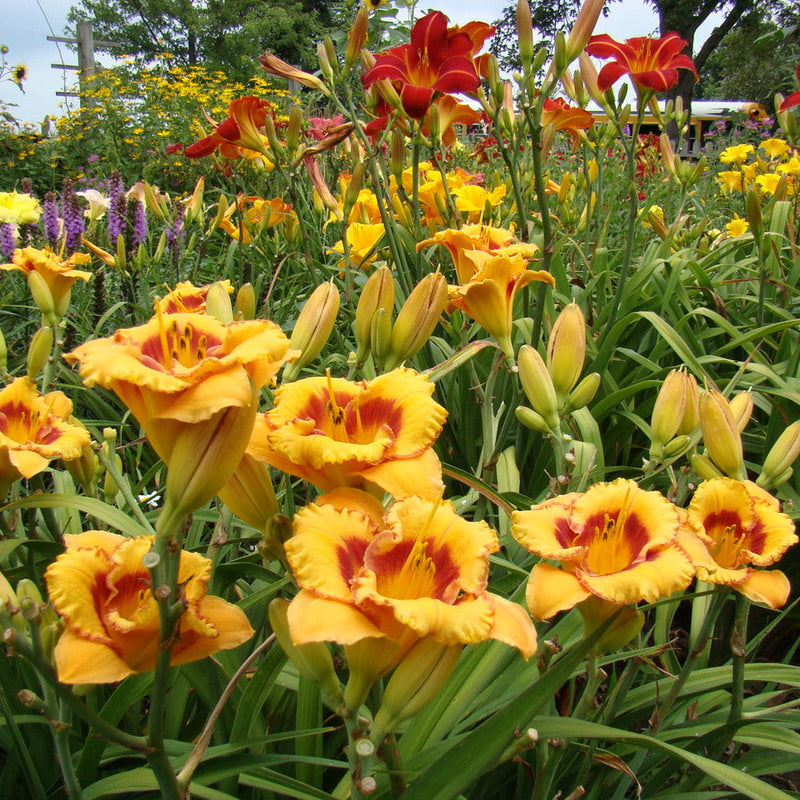 Tigerling Daylily from Oakes Dayliilies