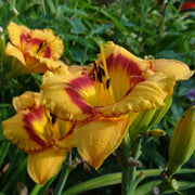 Tigerling Daylily from Oakes Dayliilies