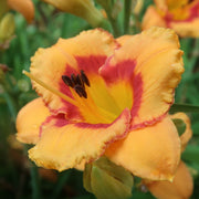 Tigerling Daylily from Oakes Dayliilies