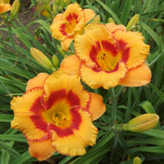 Tigerling Daylily from Oakes Dayliilies