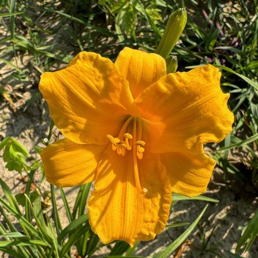 Tiny Pumpkin Daylily from Oakes Daylilies