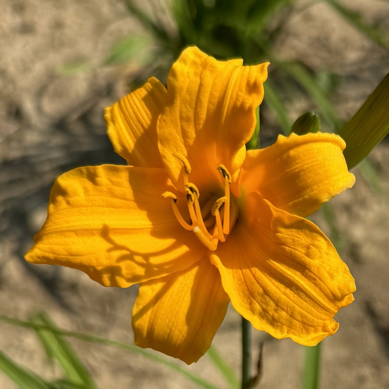 Tiny Pumpkin Daylily from Oakes Daylilies