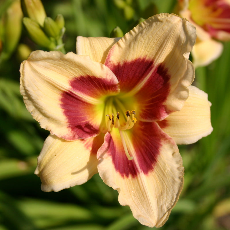 Todd Monroe Daylily from Oakes Daylilies