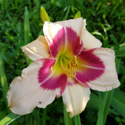 Todd Monroe Daylily from Oakes Daylilies