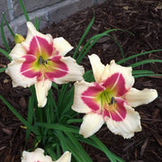 Todd Monroe Daylily from Oakes Daylilies