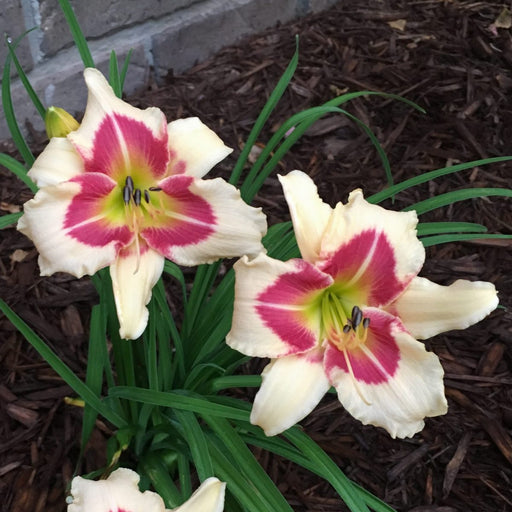 Todd Monroe Daylily from Oakes Daylilies