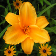 Touched by Midas Daylily from Oakes Daylilies