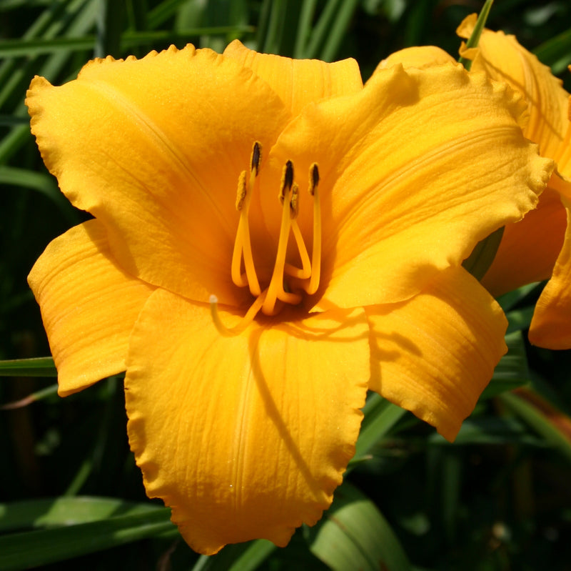 Touched by Midas Daylily from Oakes Daylilies