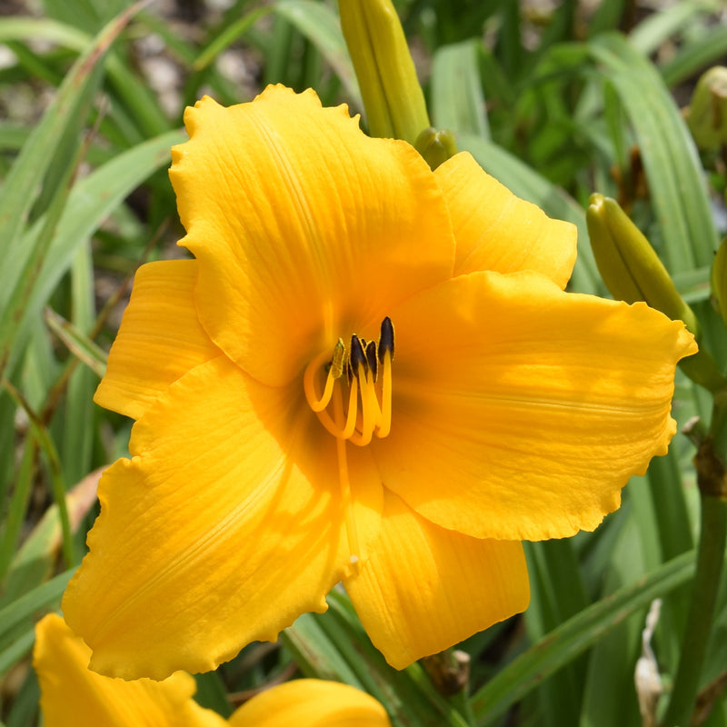 Touched by Midas Daylily from Oakes Daylilies