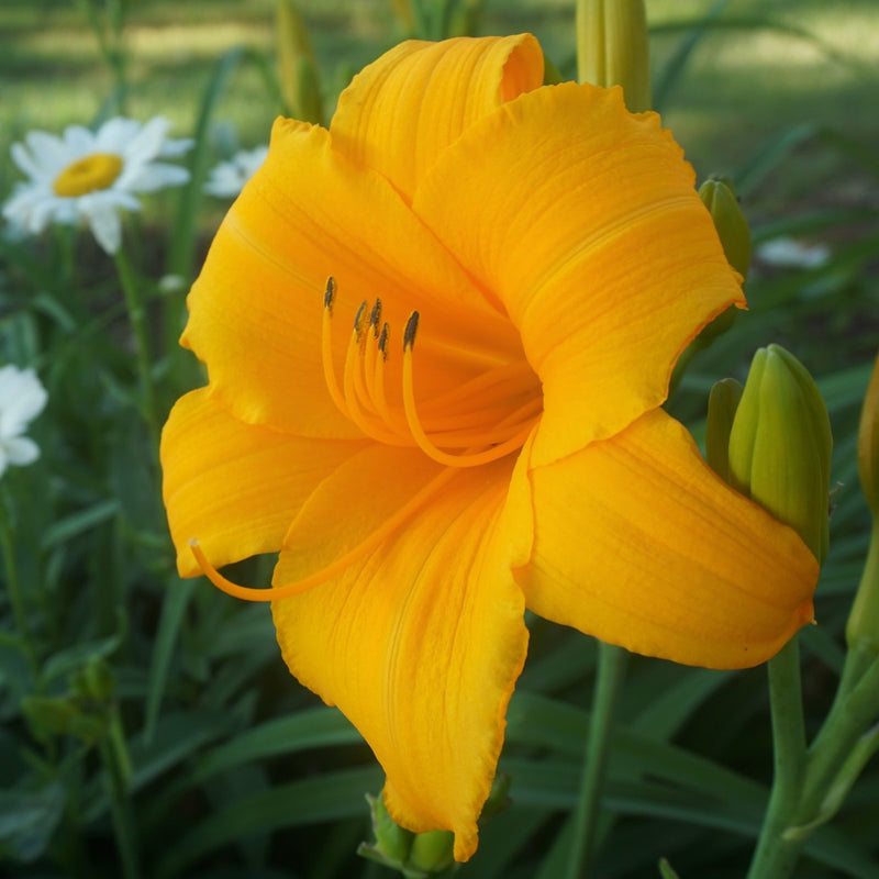 Touched by Midas Daylily from Oakes Daylilies