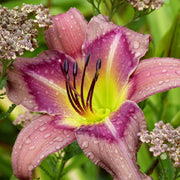 Trahlyta Daylily from Oakes Daylilies